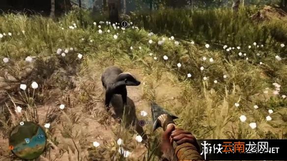 《孤岛惊魂：原始杀戮》动物数据大全图鉴 豺狗Dhole