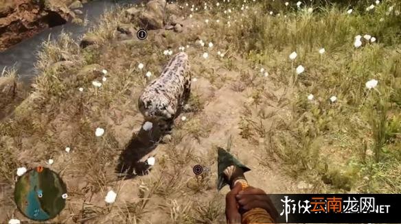 《孤岛惊魂：原始杀戮》动物数据大全图鉴 豺狗Dhole