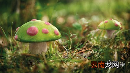 英雄联盟手游提莫什么时候出 lol手游提莫上线时间介绍