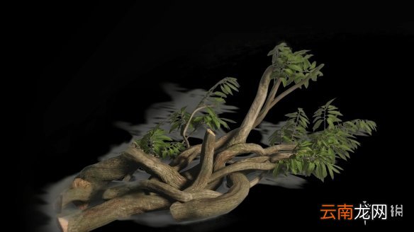 对马岛之魂全道具效果汇总 对马之鬼道具全收集攻略 竹子-木材