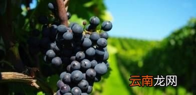 推荐减肥水果苹果