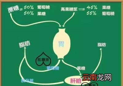 减肥能吃什么水果