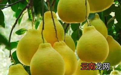 哪些水果适合减肥吃