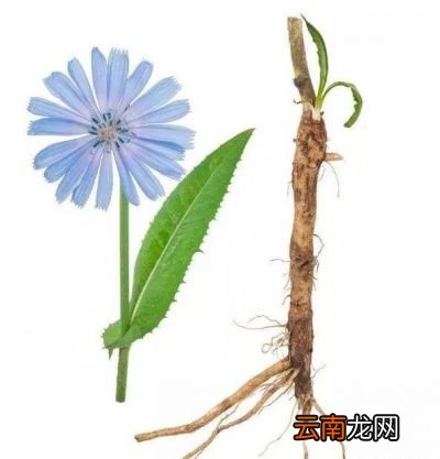 肠胃不好的人应该多吃哪些食物