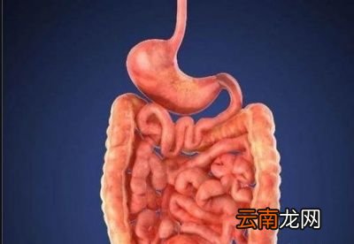 肠胃不好的人应该多吃哪些食物