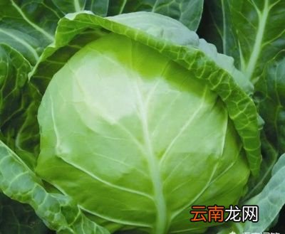 肠胃不好的人应该多吃哪些食物