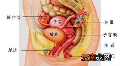 盆腔有积液是什么原因