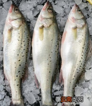 鲈鱼是淡水鱼还是海鱼