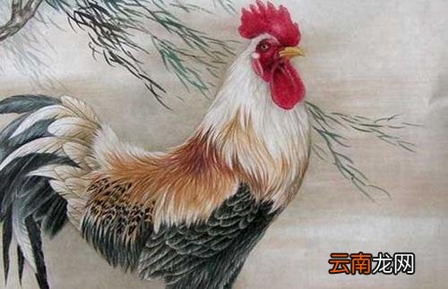 属鸡人适合在哪些城市发展  2021年属鸡的跳槽怎么样