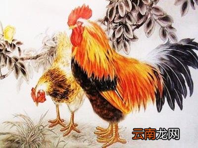 69年属鸡52岁命中注定 69年属鸡人终身灾难69年属鸡52岁三大坎坷