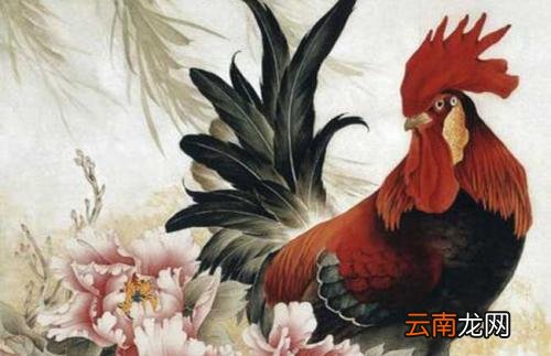 69年属鸡52岁命中注定 69年属鸡人终身灾难69年属鸡52岁三大坎坷