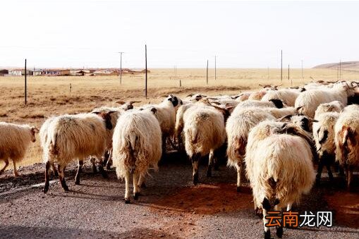 活羊灌水灌到胃里会怎样 屠宰场给活羊灌水后宰杀活羊灌水怎