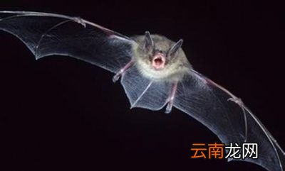 轻症有可能没有任何症状
