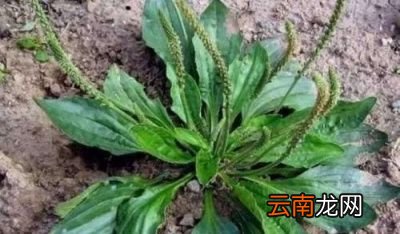 中国的车前有多少种都是什么车前