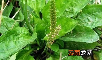 中国的车前有多少种都是什么车前