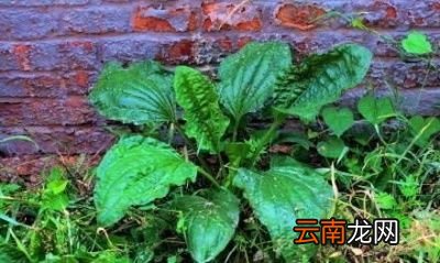 中国的车前有多少种都是什么车前