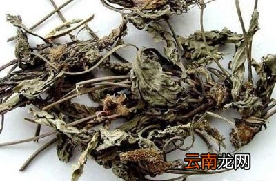 具体车前草有哪些用处呢天义总结出来以下3点