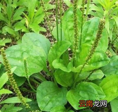 车前草什么时候采摘比较好