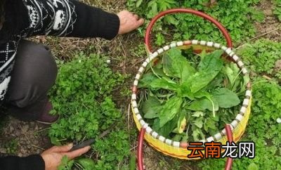 车前草什么时候采摘比较好