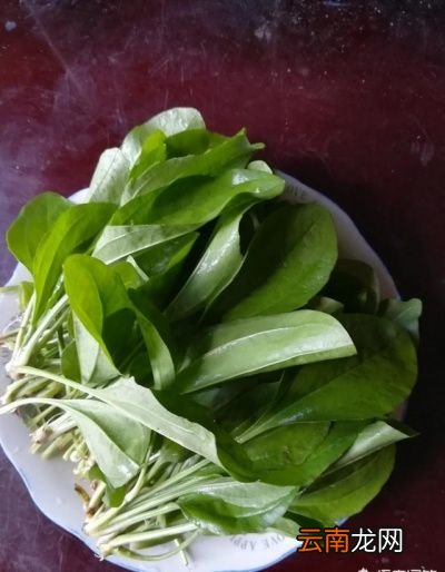 什么样的的车前草比较好