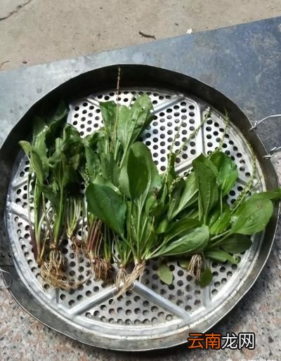 什么样的的车前草比较好
