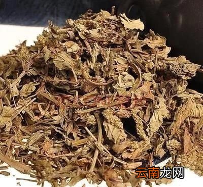 什么样的的车前草比较好