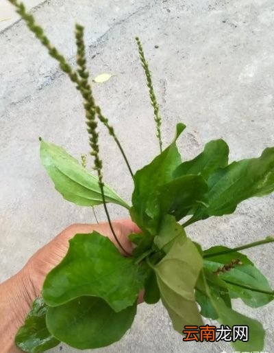 什么样的的车前草比较好