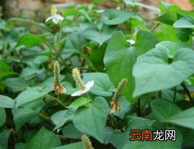 车前草种植方法