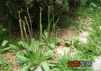 车前草种植方法