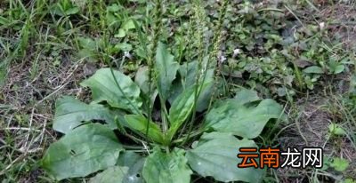 车前草种植方法