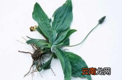 车前草泡水有什么功效