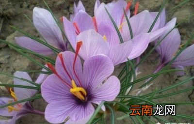 我们要怎么辨别藏红花呢