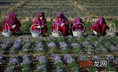 藏红花主要有哪些功效
