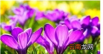 藏红花主要有哪些功效