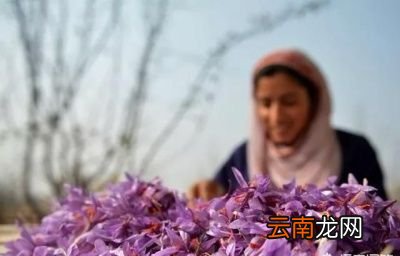 藏红花主要有哪些功效