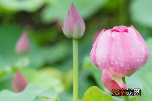关于荷花的诗句有哪些？