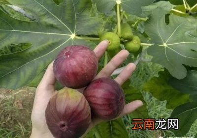 有人说无花果的第一茬果不能吃是真的吗
