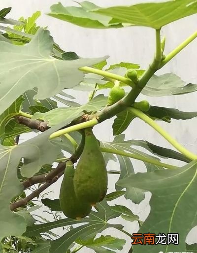 有人说无花果的第一茬果不能吃是真的吗