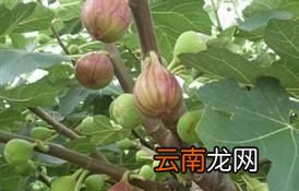 为什么青岛市区有这么多的无花果树