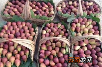 为什么青岛市区有这么多的无花果树