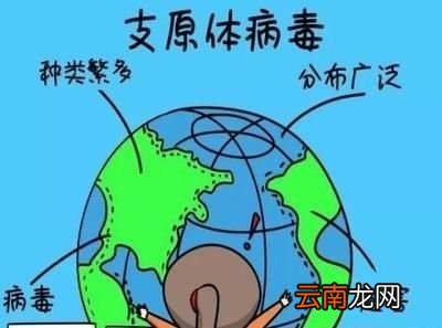 支原体感染危害严重吗