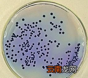 支原体感染危害严重吗