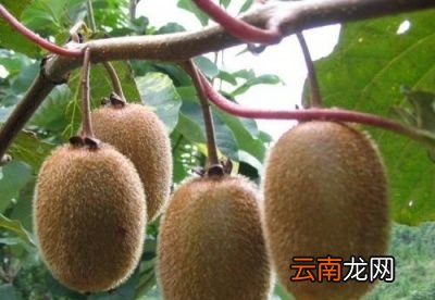 先来了解一下奇异果的奇异功效