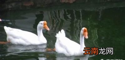 鹅蛋对孕妇都有什么好处呢