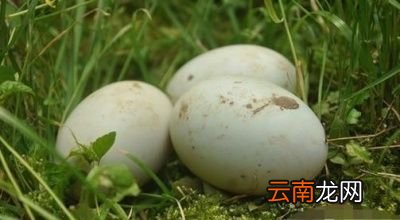 孕妇每天吃鹅蛋好吗