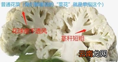 花菜和菜花是两种蔬菜吗