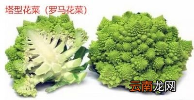 花菜和菜花是两种蔬菜吗
