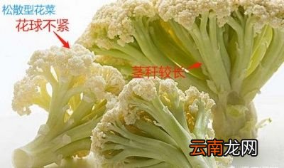 花菜和菜花是两种蔬菜吗