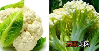 为什么同一种蔬菜让人产生是两种蔬菜的误解