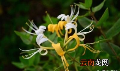 金银花是什么呢